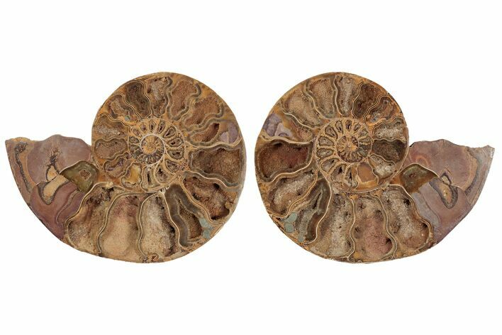 Crystal Filled, Cut & Polished Ammonite Fossil - Jurassic #191018